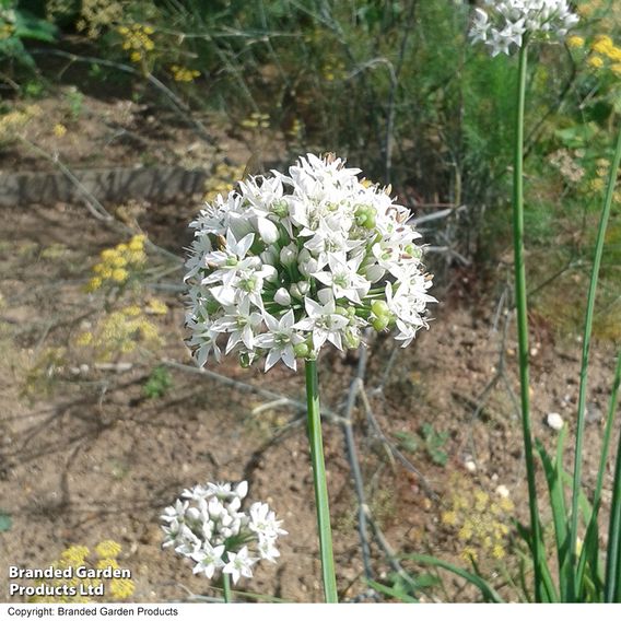 Garlic Chives - Herb Seeds