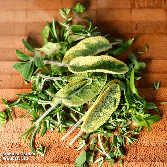 Herb Fusion 'Great For Grilling' Mix