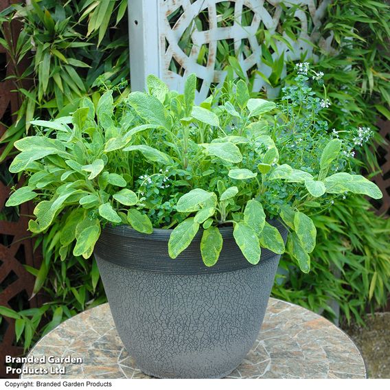 Herb Fusion 'Great For Grilling' Mix