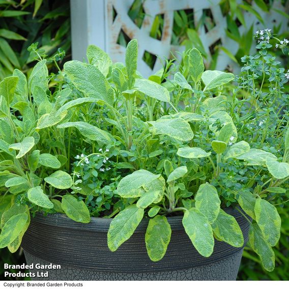 Herb Fusion 'Great For Grilling' Mix