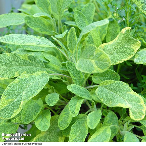 Herb Fusion 'Great For Grilling' Mix