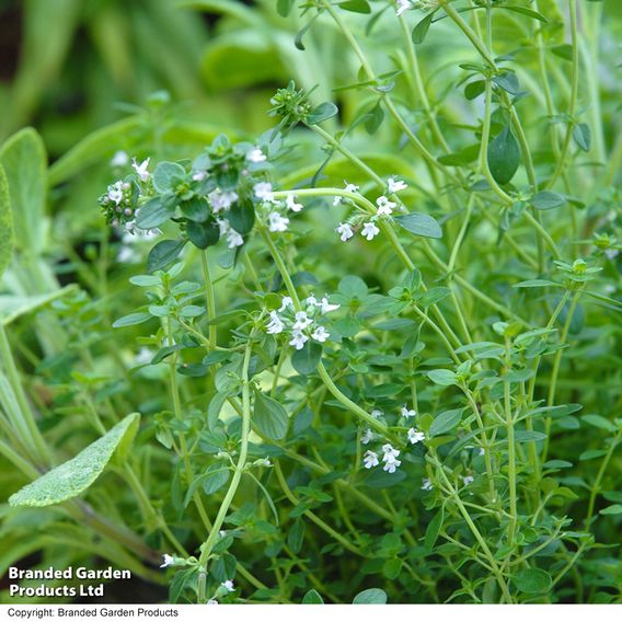 Herb Fusion 'Great For Grilling' Mix