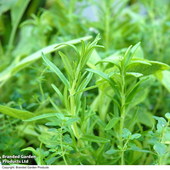 Herb Fusion 'Great For Grilling' Mix