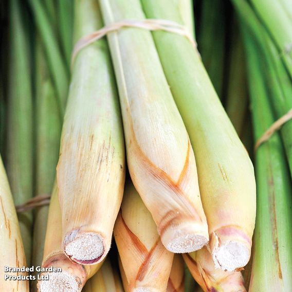 Lemon Grass - Herb Seeds