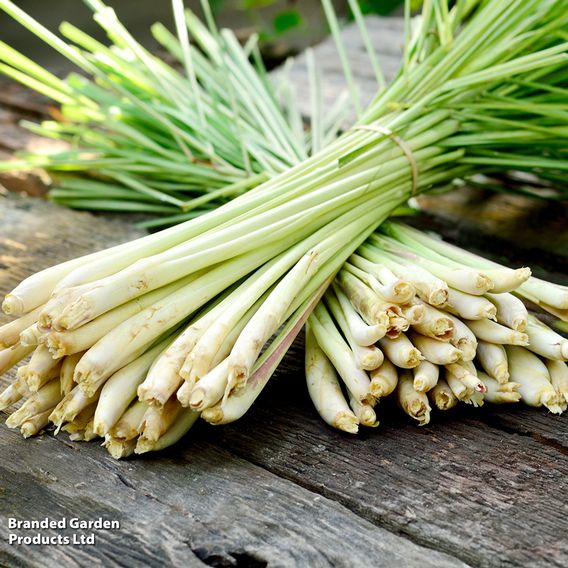 Lemon Grass - Herb Seeds