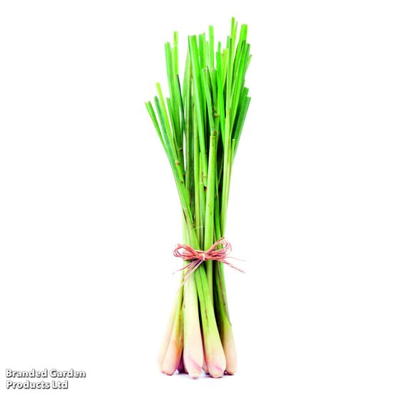 Lemon Grass - Herb Seeds