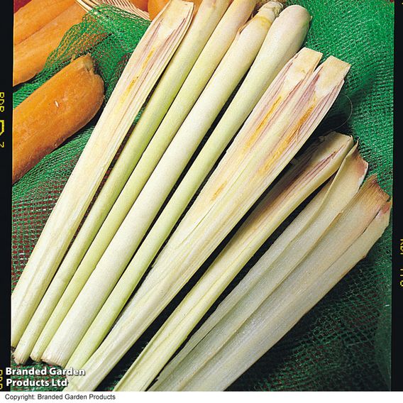 Lemon Grass - Herb Seeds