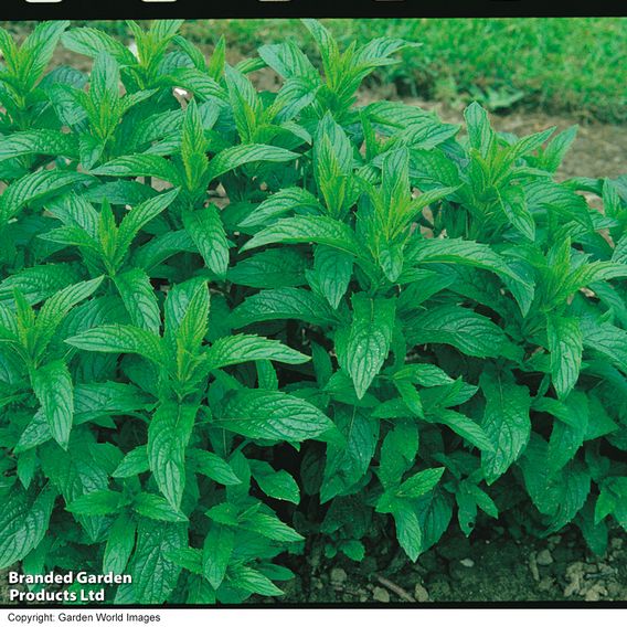 Mint - Pollinator Seeds