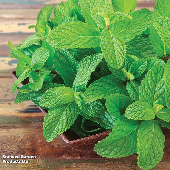 Mint - Pollinator Seeds
