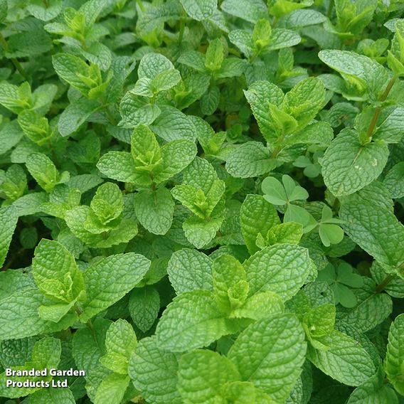 Mint - Pollinator Seeds
