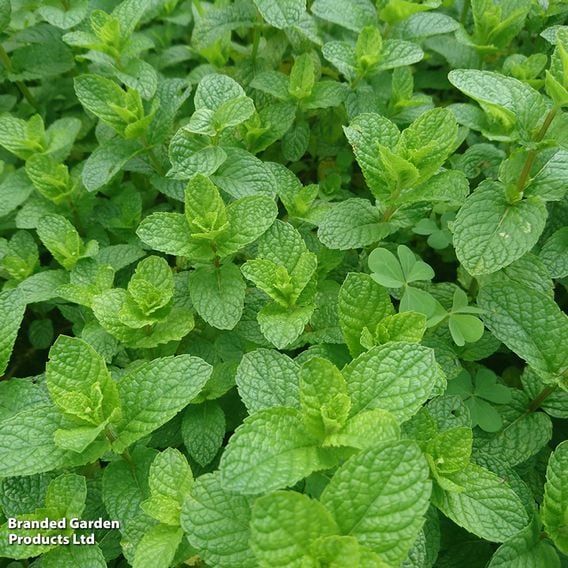 Mint