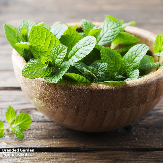 Mint - Pollinator Seeds