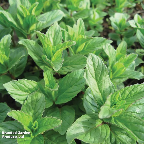 Mint - Pollinator Seeds