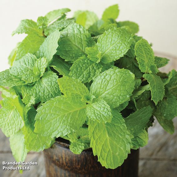 Mint - Pollinator Seeds