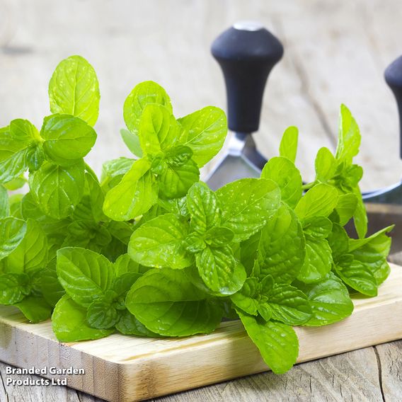 Mint - Pollinator Seeds
