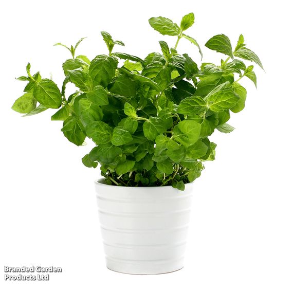 Mint - Pollinator Seeds
