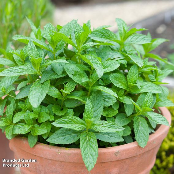 Mint - Pollinator Seeds