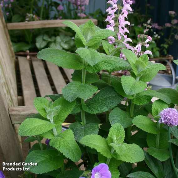 Mint - Pollinator Seeds