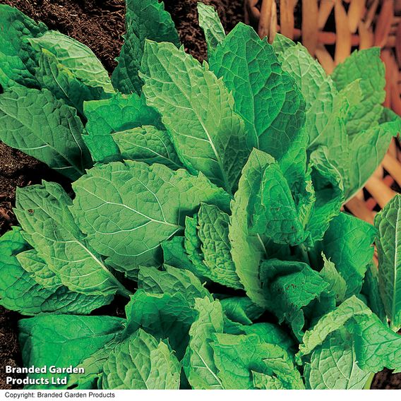 Mint - Pollinator Seeds