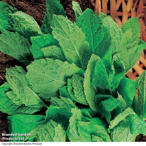 Mint