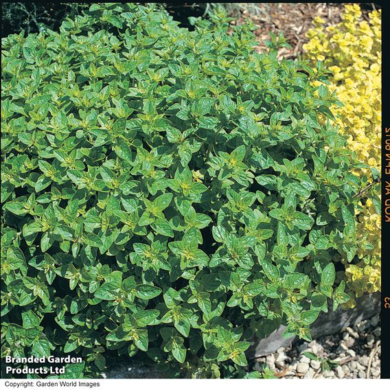 Oregano - Herb Seeds