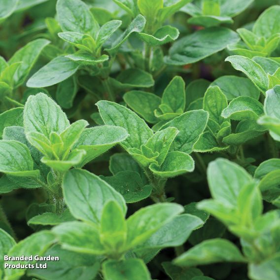 Oregano - Herb Seeds