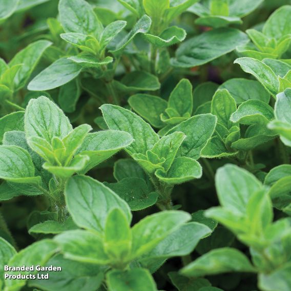 Oregano