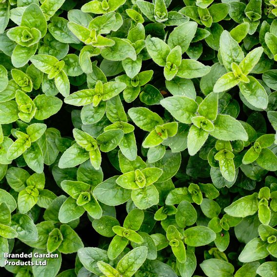 Oregano