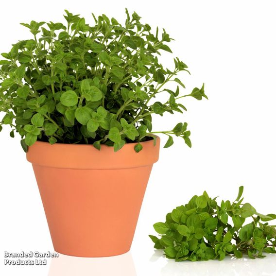 Oregano - Herb Seeds