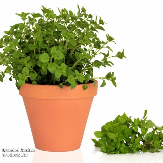 Oregano