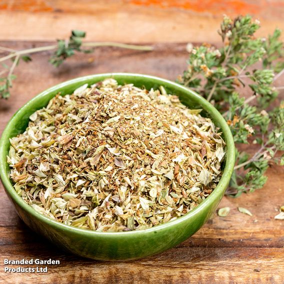 Oregano - Herb Seeds