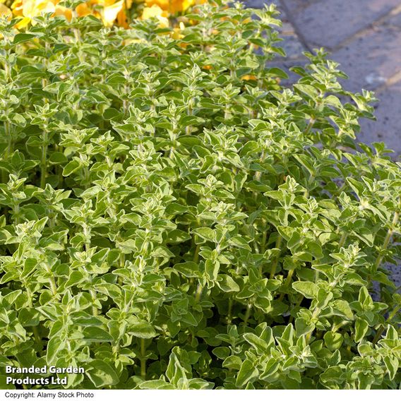 Oregano - Herb Seeds