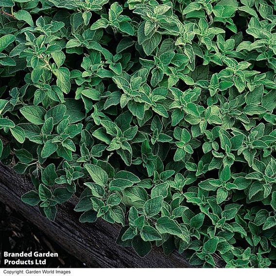Oregano - Herb Seeds