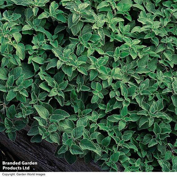 Oregano