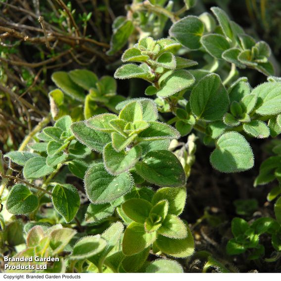 Oregano - Seeds for Pollinators