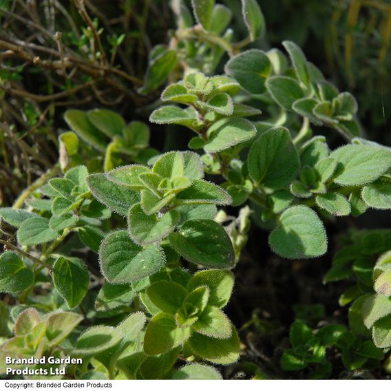 Oregano - Seeds for Pollinators