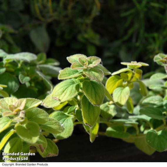 Oregano - Herb Seeds