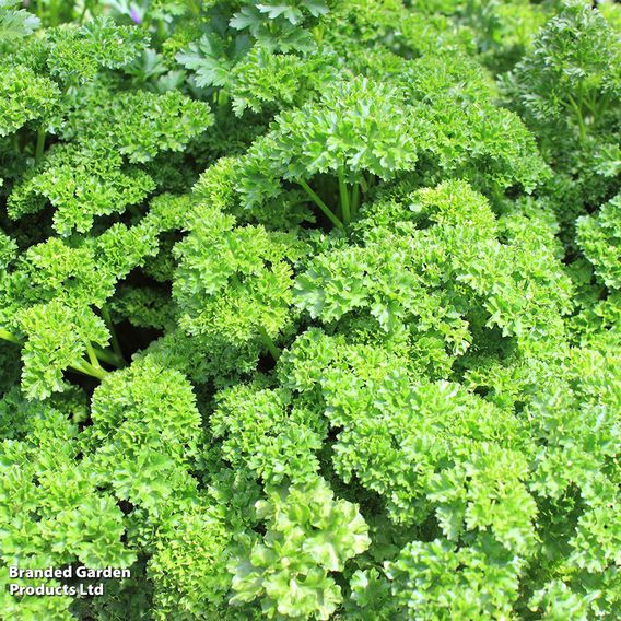Parsley 'Envy' - Herb Seeds