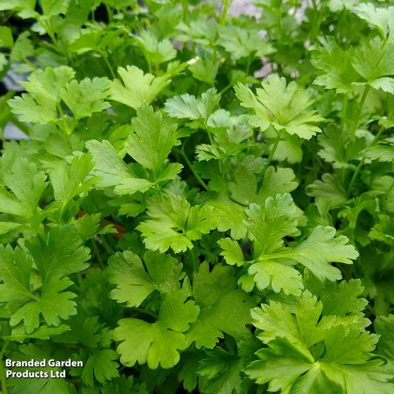 Herb Parsley 'Italian Giant' - Organic Seeds