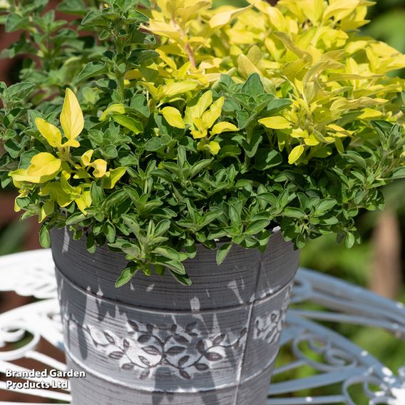Herb Fusion Collection