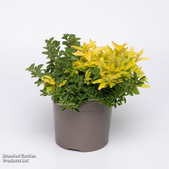 Nurserymans Choice 'Herb Fusion'
