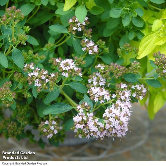 Nurserymans Choice 'Herb Fusion'