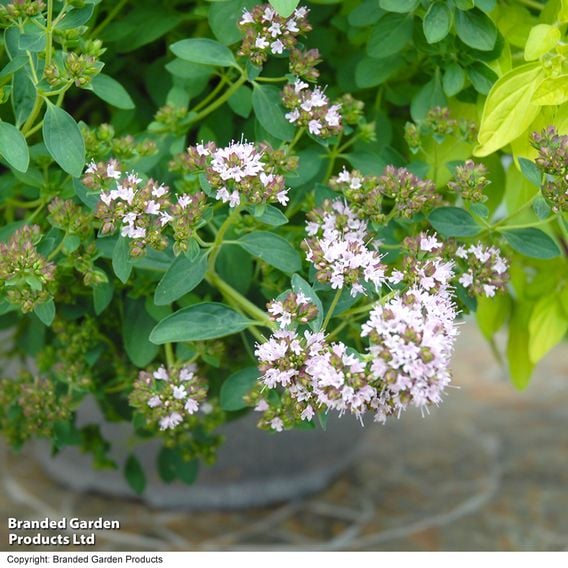 Nurserymans Choice 'Herb Fusion'