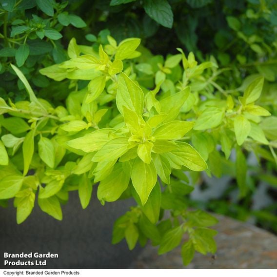 Nurserymans Choice 'Herb Fusion'