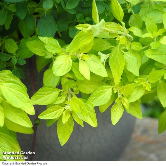 Nurserymans Choice 'Herb Fusion'