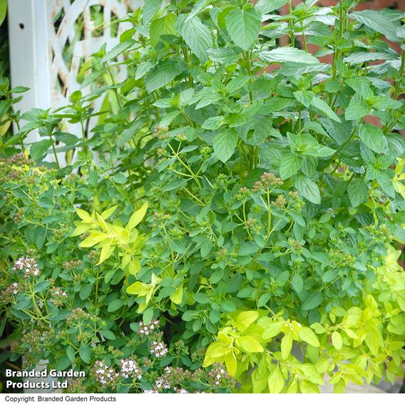 Herb Fusion 'Pizza Pasta' Mix