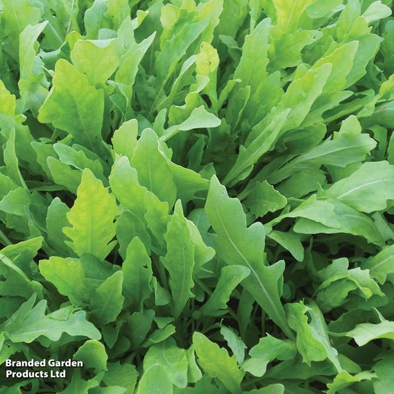 Herb Rocket - Organic Seeds