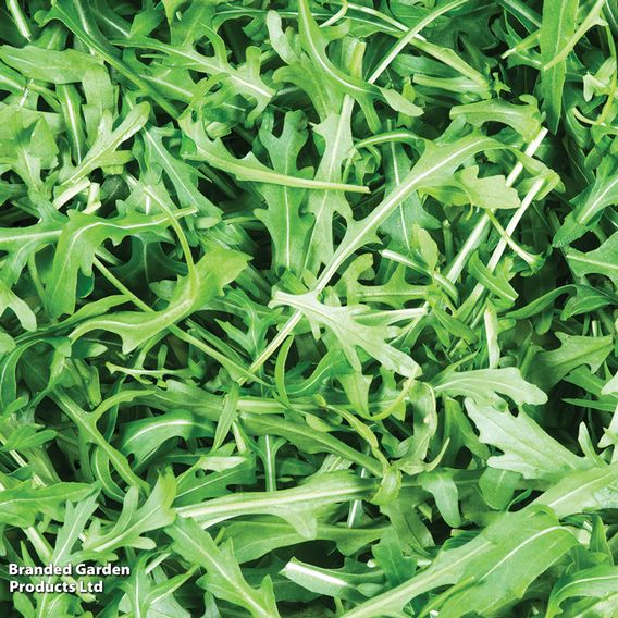 Herb Rocket - Organic Seeds