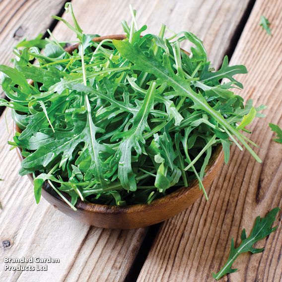 Herb Rocket - Organic Seeds