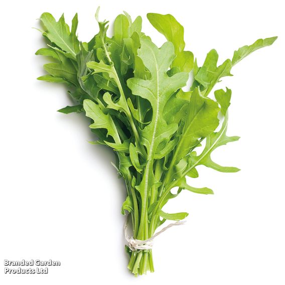 Herb Rocket - Organic Seeds